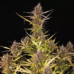 AUTO PURPLE QUEEN (3 semillas)