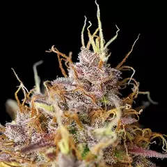 AUTO PURPLE QUEEN (3 semillas) en internet