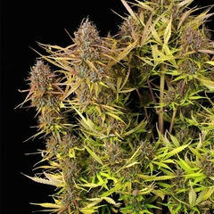 AUTO PURPLE QUEEN (3 semillas) - comprar online