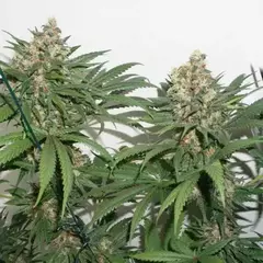 FOTOP. MASTER KUSH (3 semillas) - comprar online