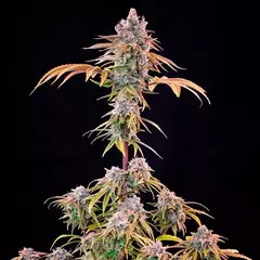 X3 ROYAL CHEESE - FAST FLOWERING - FOTO FEM (3 semillas)