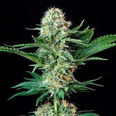 X3 ROYAL COOKIES FOTO FEM (3 semillas) en internet