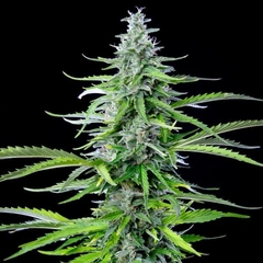 AUTO ROYAL COOKIES (3 semillas)