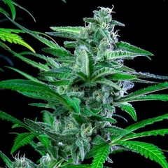 fotop. SPECIAL KUSH (3 semillas) - comprar online