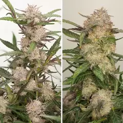 AUTO. MIMOSA PUNCH (3 semillas) - comprar online