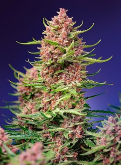 fotop. STRAWBERRY COLA SHERBET F1 - FLORACION RAPIDA (4 semillas)