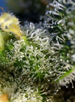 fotop. SWEET AMNESIA HAZE (4 semillas) en internet