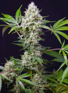 AUTO SWEET AMNESIA HAZE XL (4 semillas) en internet