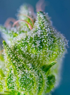 AUTO SWEET AMNESIA HAZE XL (4 semillas) - comprar online