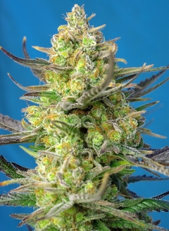 AUTO SWEET CHEESE XL (4 semillas)