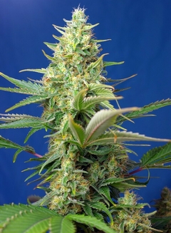 AUTO. SWEET PURE CBD (4 semillas)