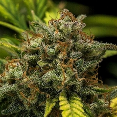 AUTO. SWEET SKUNK (3 semillas) - comprar online