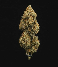 AUTO. SWEET SKUNK (3 semillas) en internet