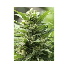 Fotop. TNT KUSH (4 semillas) - comprar online