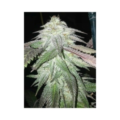 Fotop. TNT KUSH (4 semillas) en internet