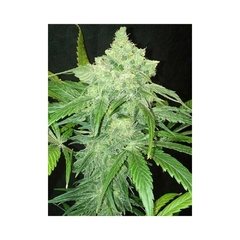 Imagen de Fotop. TNT KUSH (4 semillas)