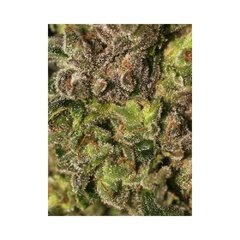 Fotop. TNT KUSH (4 semillas) - tienda online