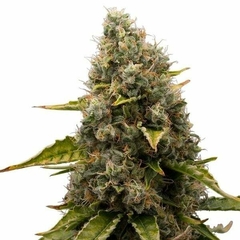 X3 WHITE WIDOW FOTO FEM (3 semillas) - comprar online