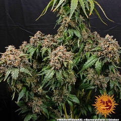 Fotop. WHITE WIDOW XXL (3 semillas) en internet