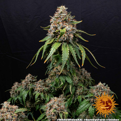 Fotop. WHITE WIDOW XXL (3 semillas) - comprar online