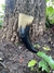 Drinking Horn 110ml - loja online