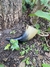 Drinking Horn 110ml