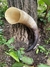 Drinking Horn 1200ml