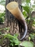 Drinking Horn 1200ml - loja online