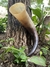 Image of Drinking Horn 1200ml