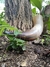 Drinking Horn 1200ml