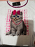 T shirt sweet cat - Helohim moda feminina