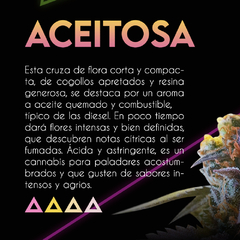 LA ACEITOSA (Choco Diesel) x3 SE+ - comprar online