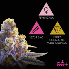 LA ACEITOSA (Choco Diesel) x3 SE+ en internet