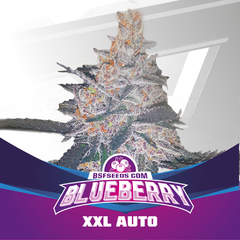 BLUEBERRY XXL AUTO BSF X2