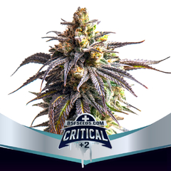 CRITICAL +2 XXL AUTO BSF X2