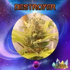 DESTROYER X4 - LECHUGA GENETICS