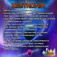 DESTROYER X4 - LECHUGA GENETICS en internet