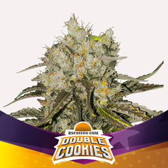 DOUBLE COOKIES x4 BSF