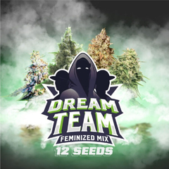 DREAM TEAM FEMINIZED MIX x12 BSF