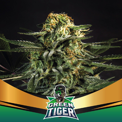 GREEN TIGER FASTER FLOWERING BSF X2