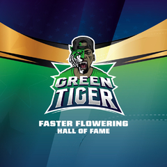 GREEN TIGER FASTER FLOWERING BSF X2 en internet