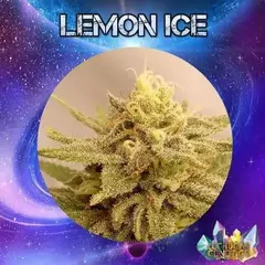 lemon ice auto x3 LECHUGA GENETICS