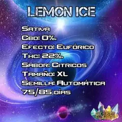 lemon ice auto x3 LECHUGA GENETICS - comprar online