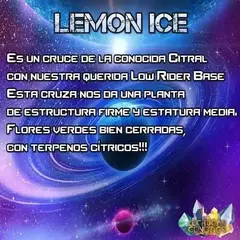 lemon ice auto x3 LECHUGA GENETICS en internet