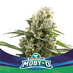 MOBY-D XXL AUTO x4 BSF