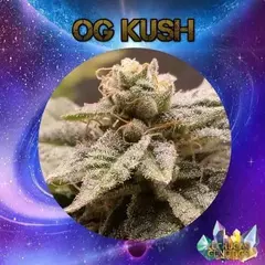 og kush auto x3 LECHUGA GENETICS