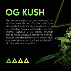 OG KUSH AUTO x3 SE+ - comprar online