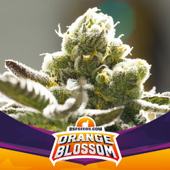 ORANGE BLOSSOM BSF X2