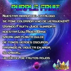 purple fruit auto x3 LECHUGA GENETICS en internet