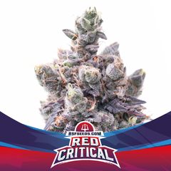 RED CRITICAL AUTO BSF X2